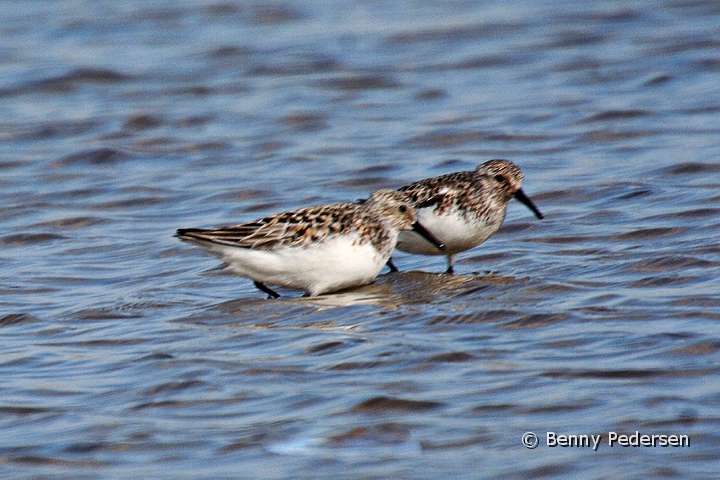 Alminindelig ryle.jpg - Alminindelig Ryle (Calidris alpina)
